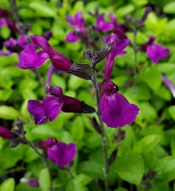 Vibe® Ignition Purple James Sage, Autumn Sage, Salvia x jamensis 'Ignition Purple'